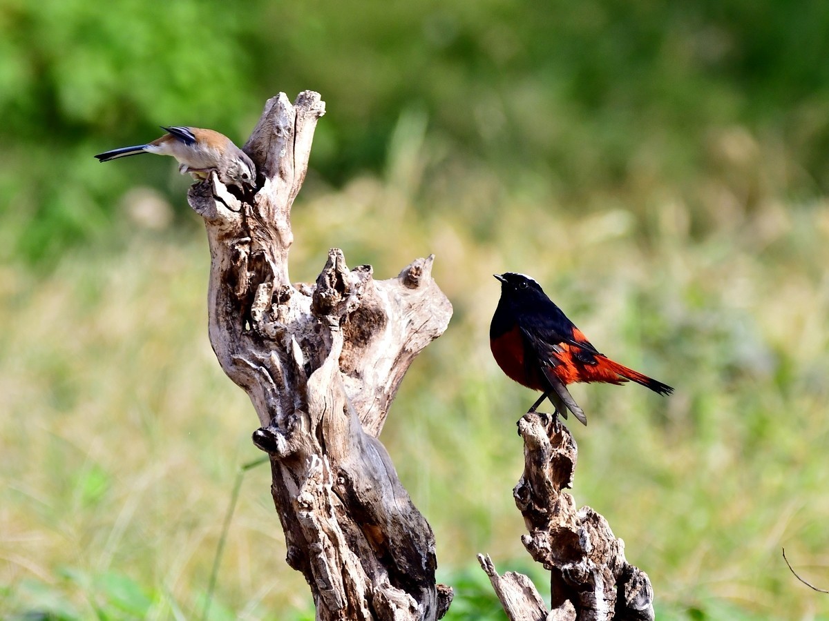 【视觉光影】潍坊拍鸟（8）