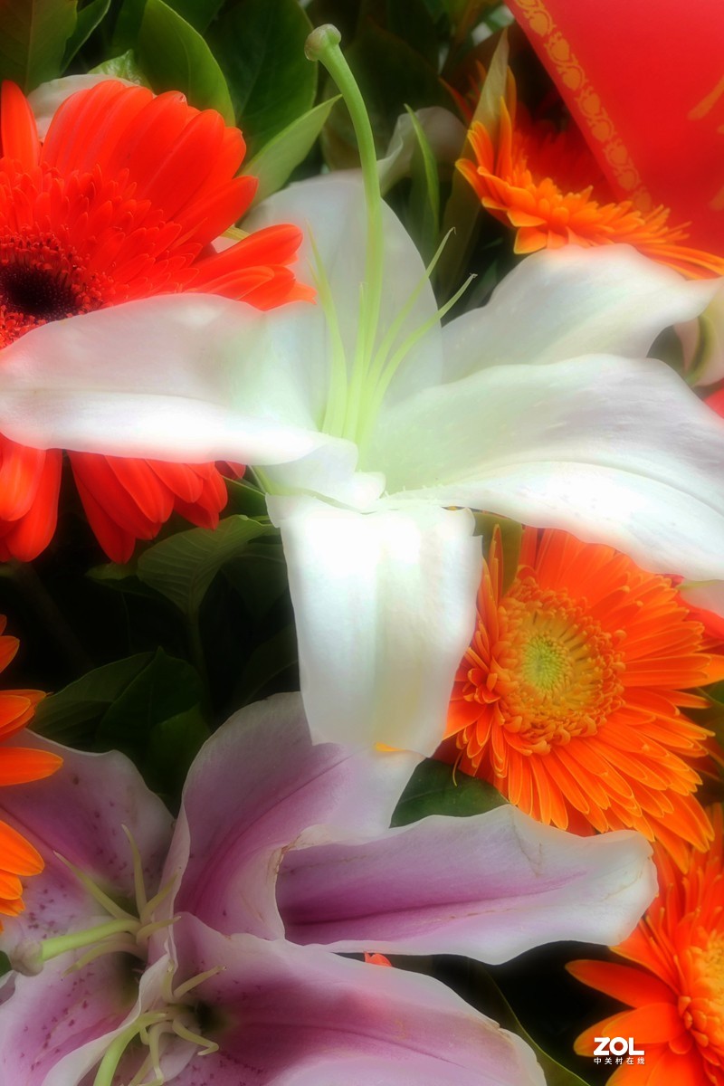 G100K套机 便携随拍  色彩浓郁