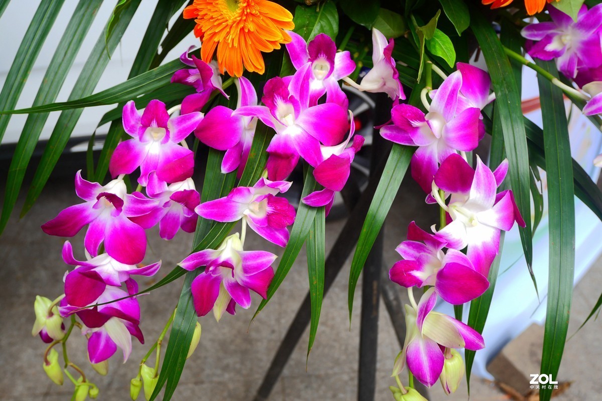 G100K套机 便携随拍  色彩浓郁