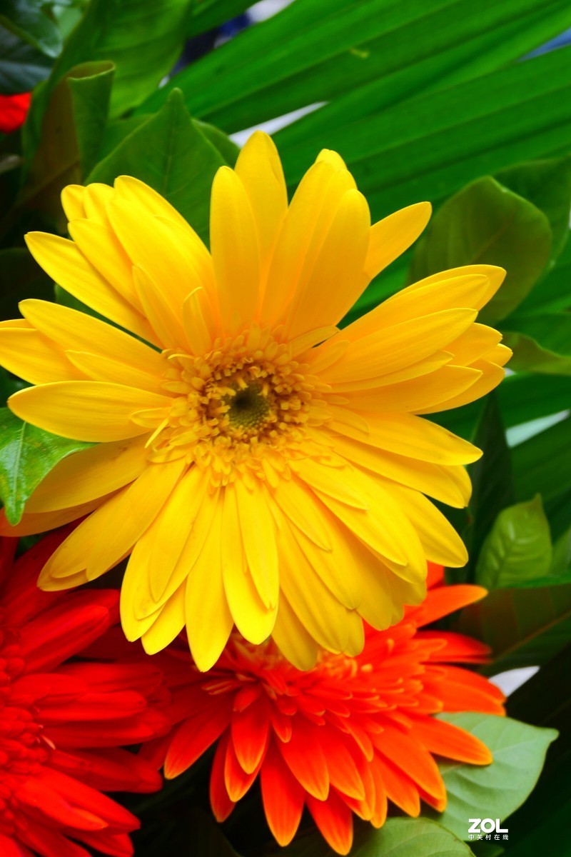 G100K套机 便携随拍  色彩浓郁