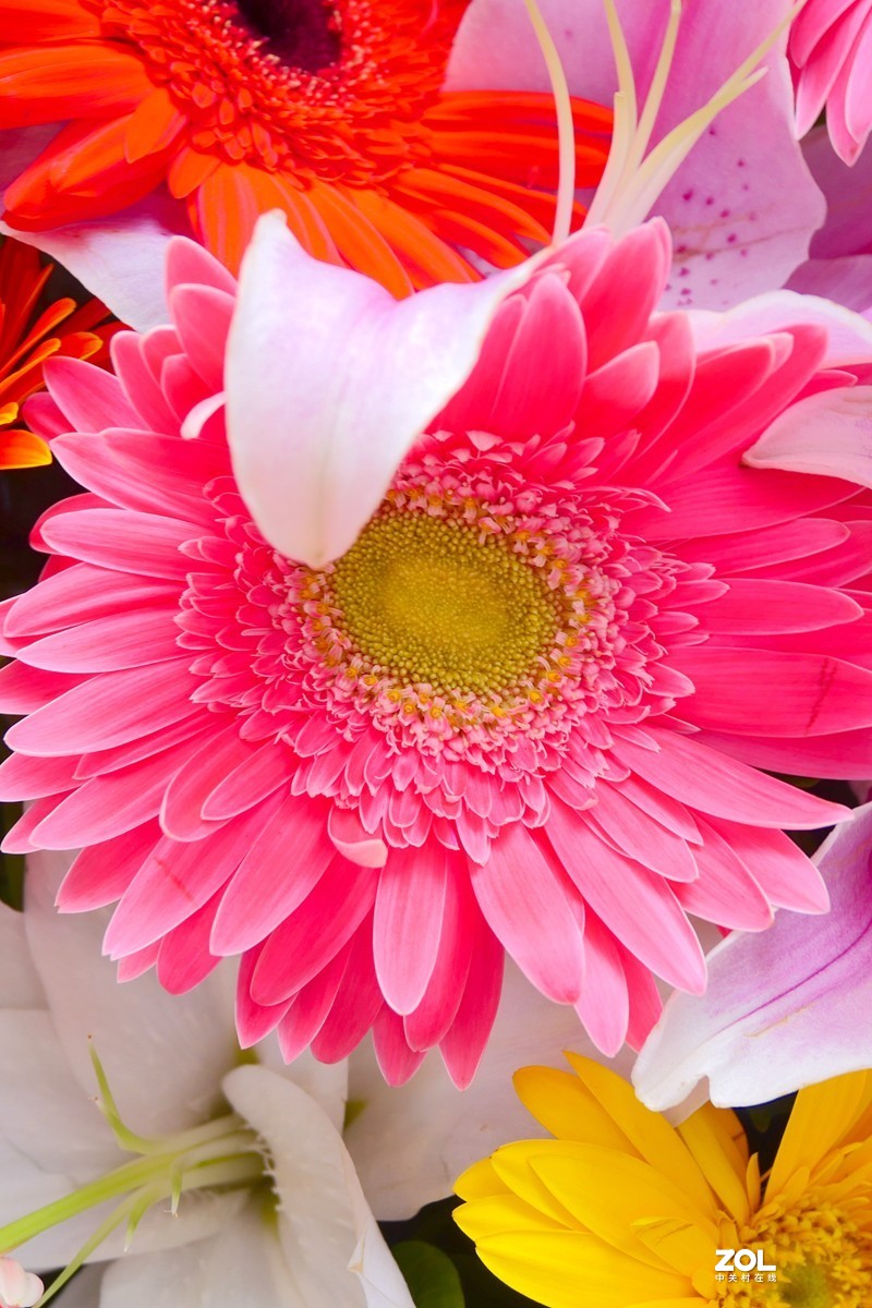 G100K套机 便携随拍  色彩浓郁