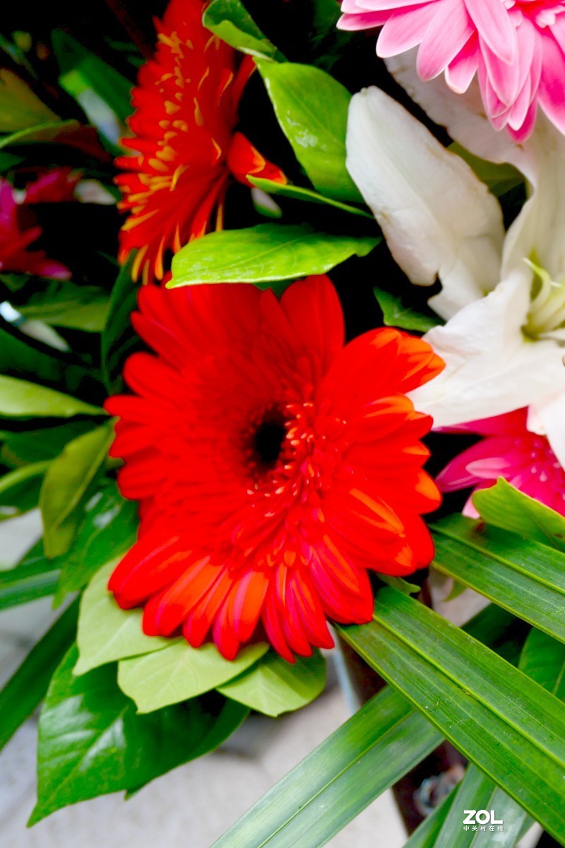 G100K套机 便携随拍  色彩浓郁