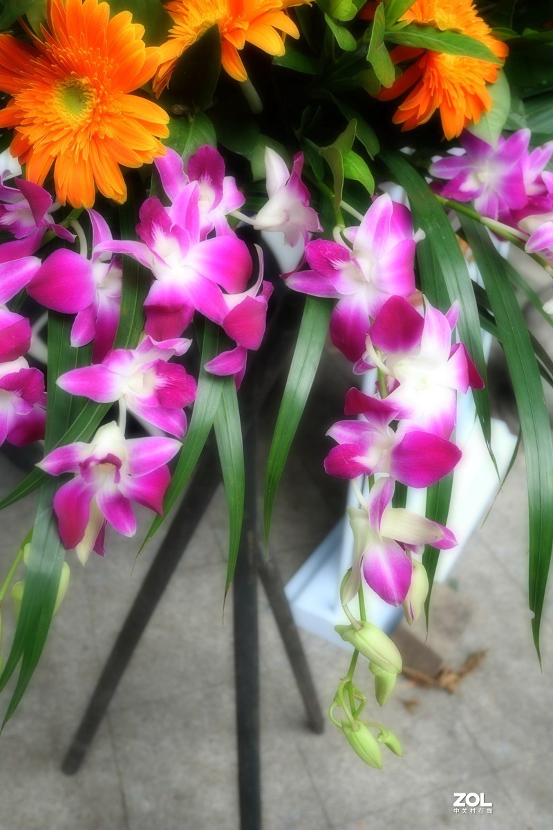 G100K套机 便携随拍  色彩浓郁