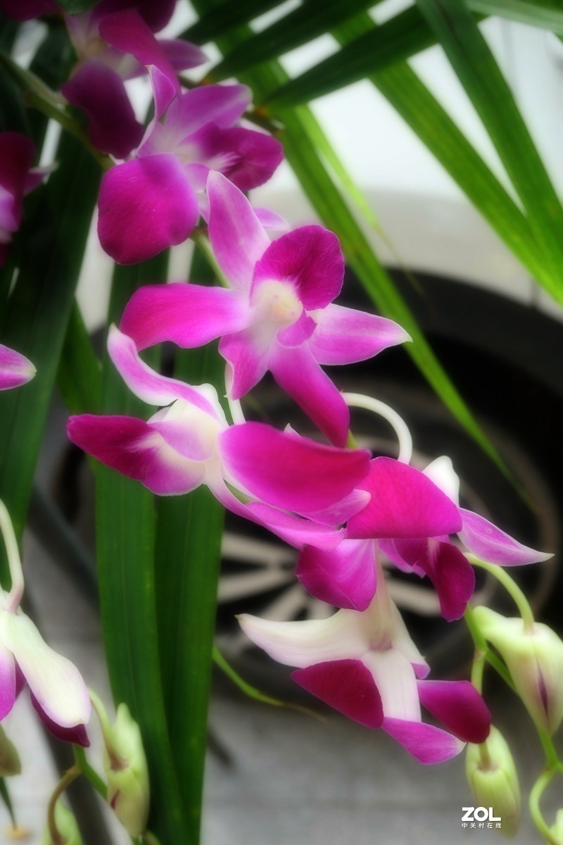 G100K套机 便携随拍  色彩浓郁