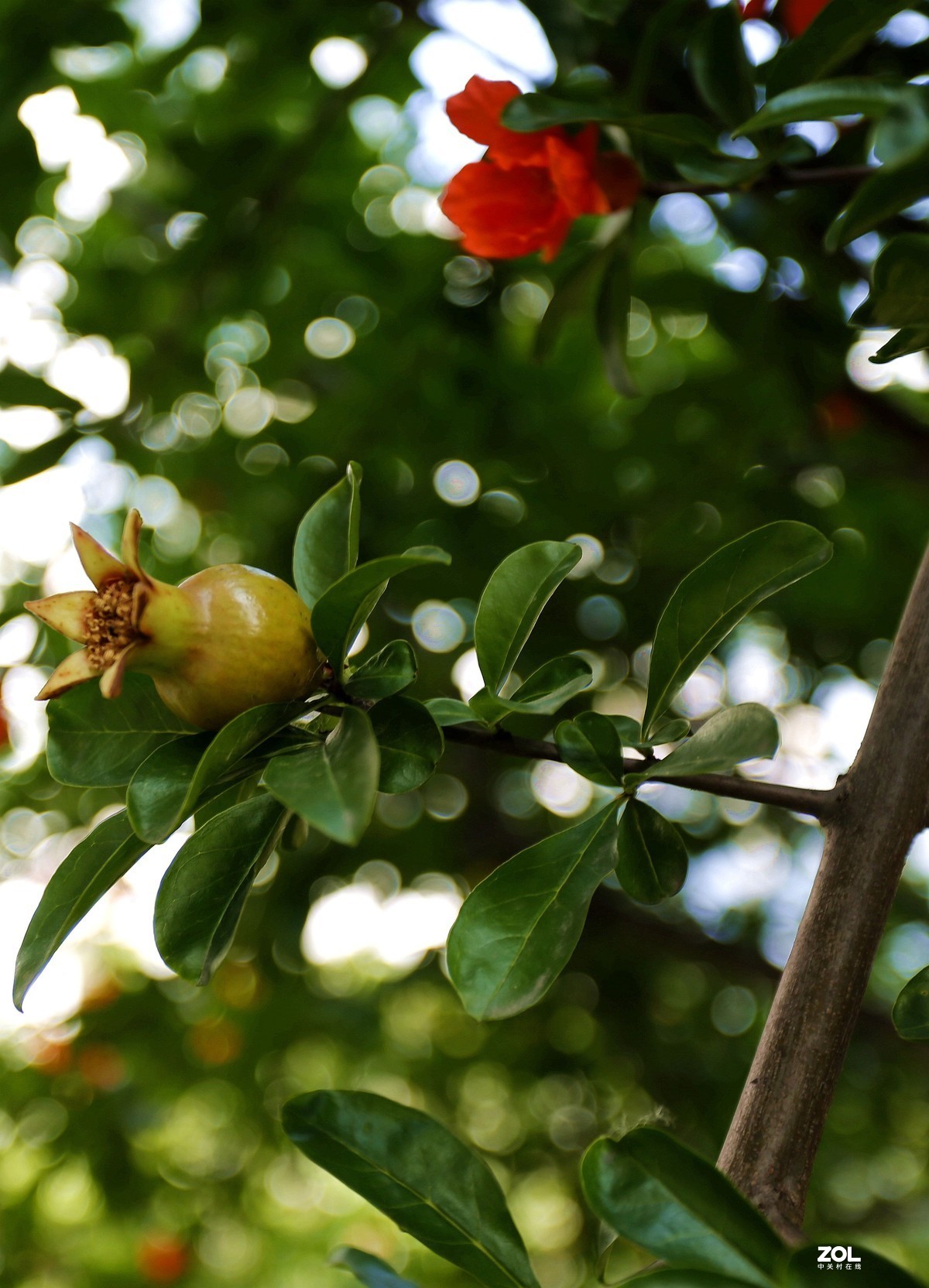 美琪小区石榴花