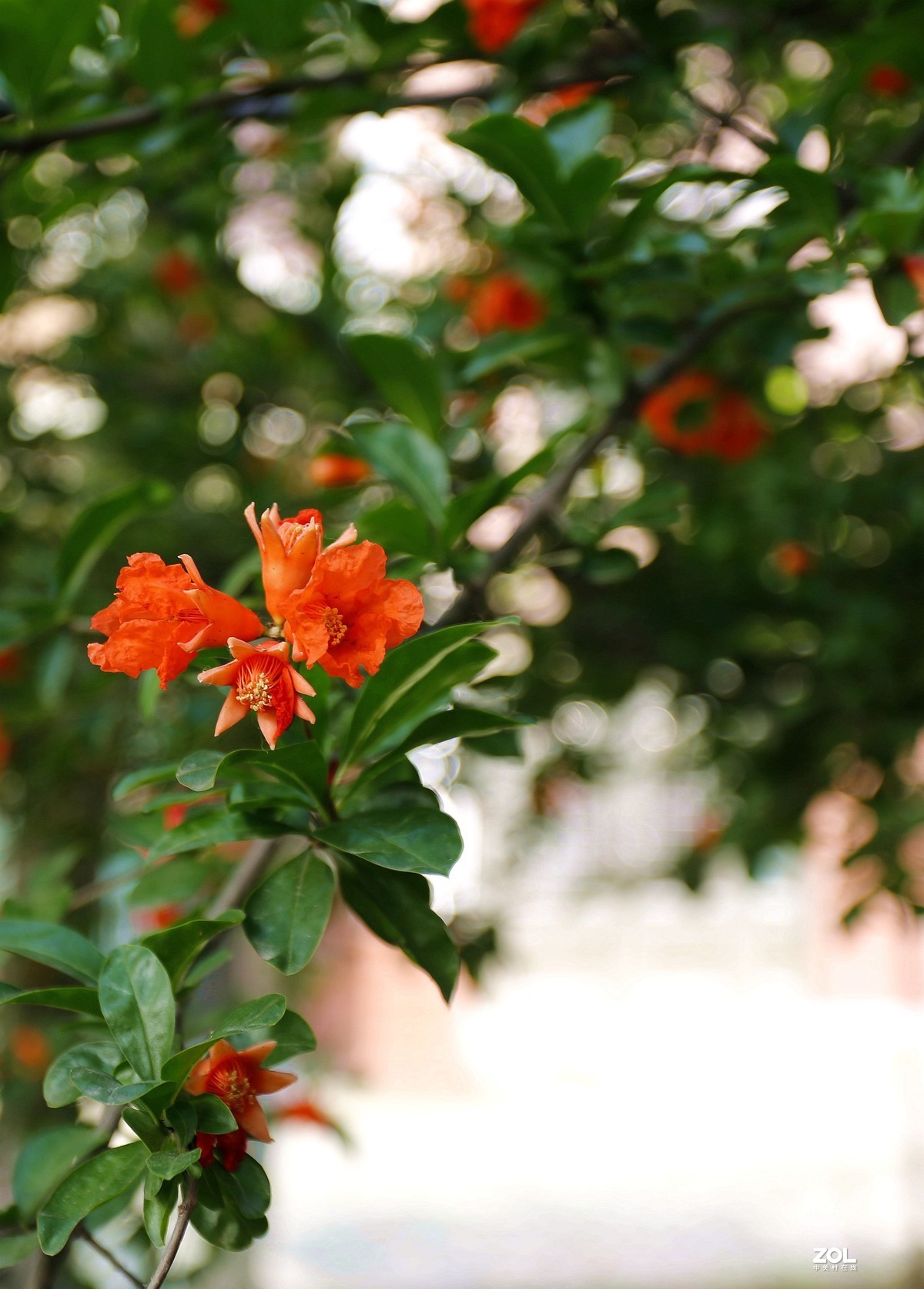 美琪小区石榴花