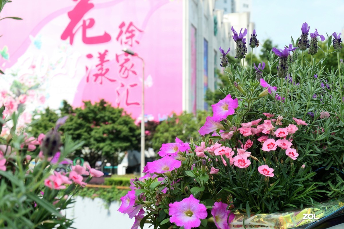 【2021花漾徐家汇】——摄于上海徐家汇