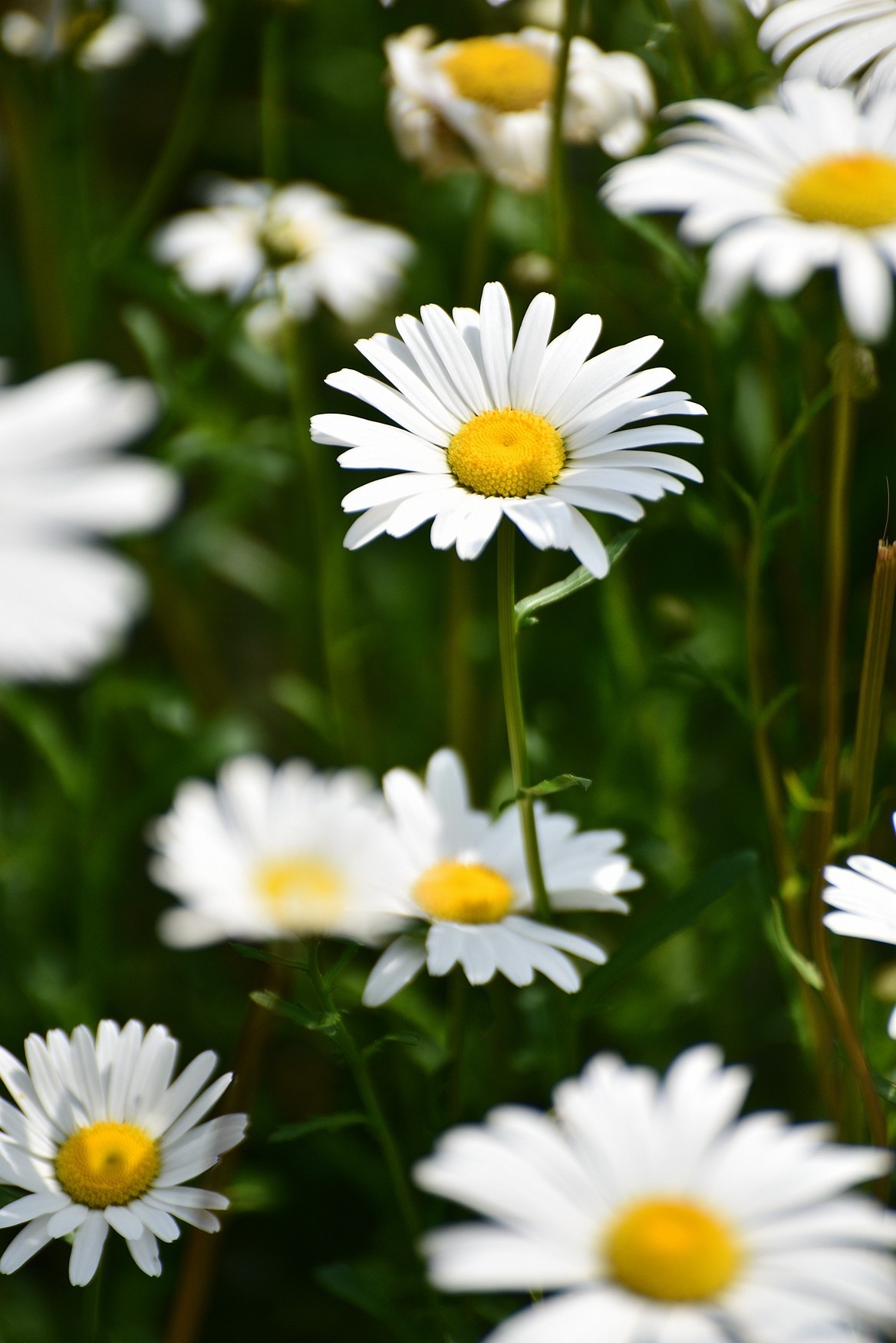 玛格丽特花蓬蒿菊的风采