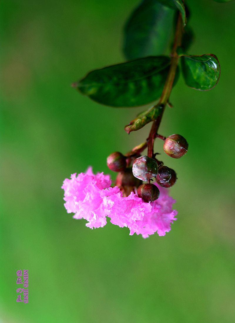 紫薇的夏天！35-2D再出，宝刀不老。。。