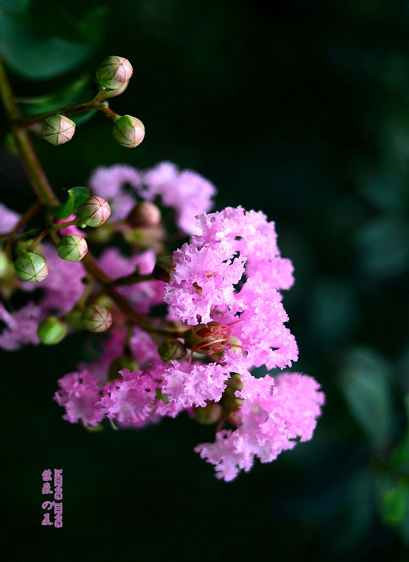 紫薇的夏天！35-2D再出，宝刀不老。。。