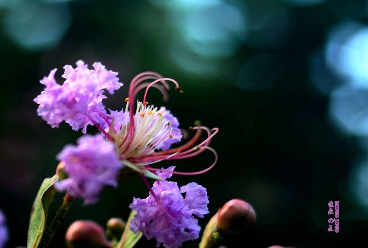 紫薇的夏天！35-2D再出，宝刀不老。。。