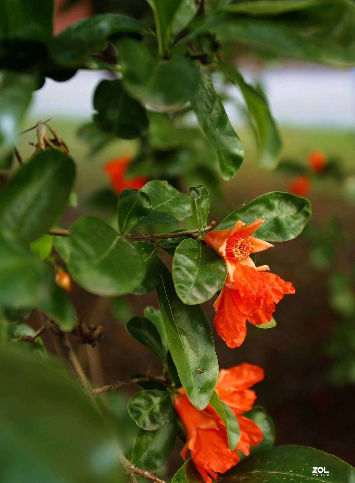 美琪小区石榴花