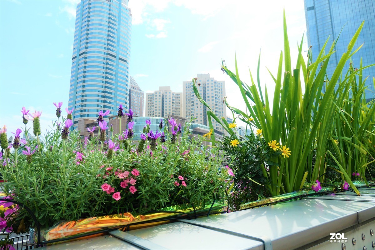 【2021花漾徐家汇】——摄于上海徐家汇