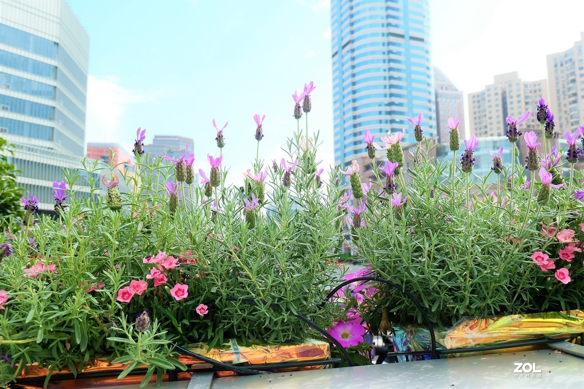 【2021花漾徐家汇】——摄于上海徐家汇