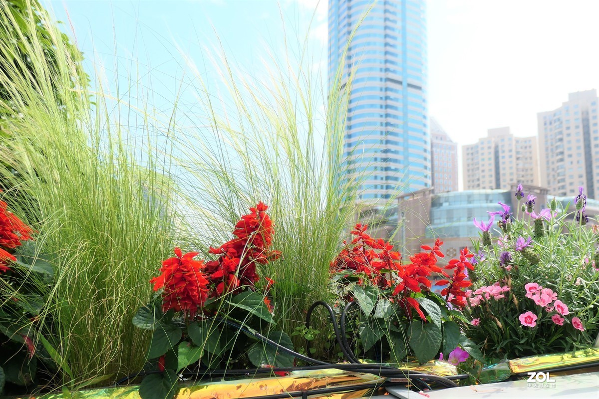 【2021花漾徐家汇】——摄于上海徐家汇