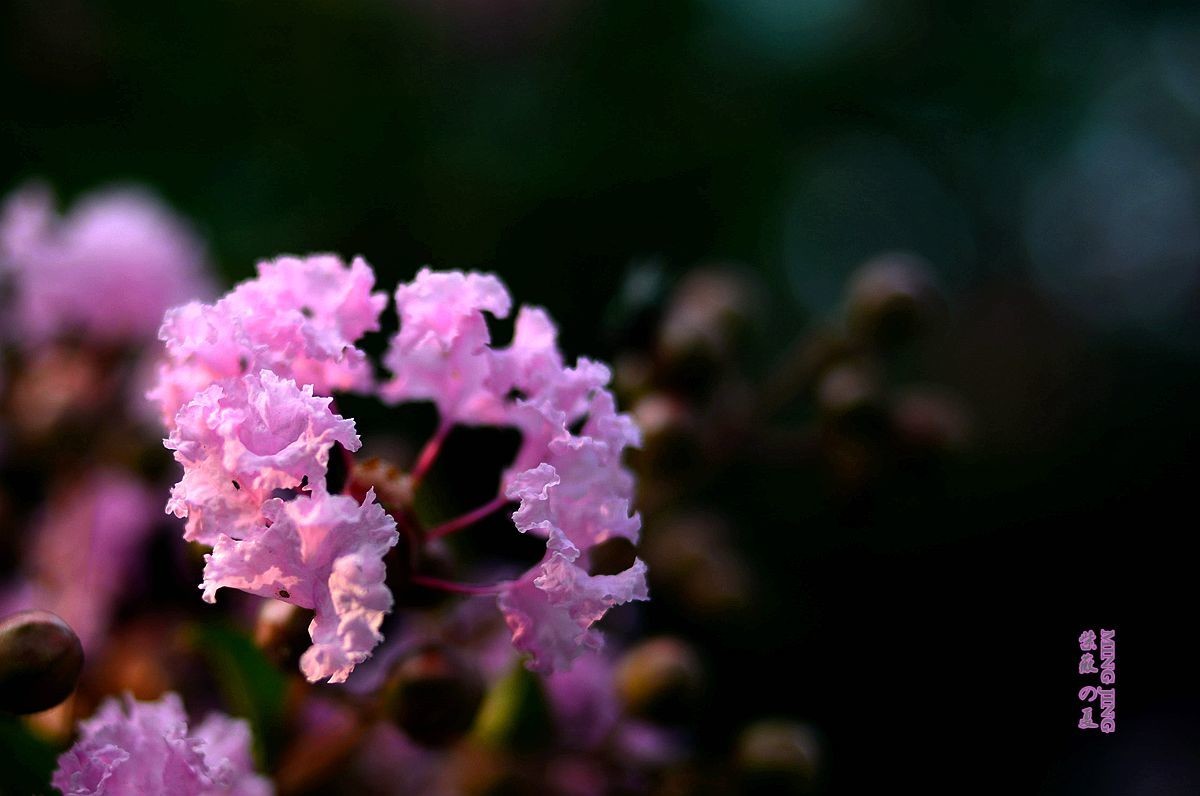 紫薇的夏天！35-2D再出，宝刀不老。。。