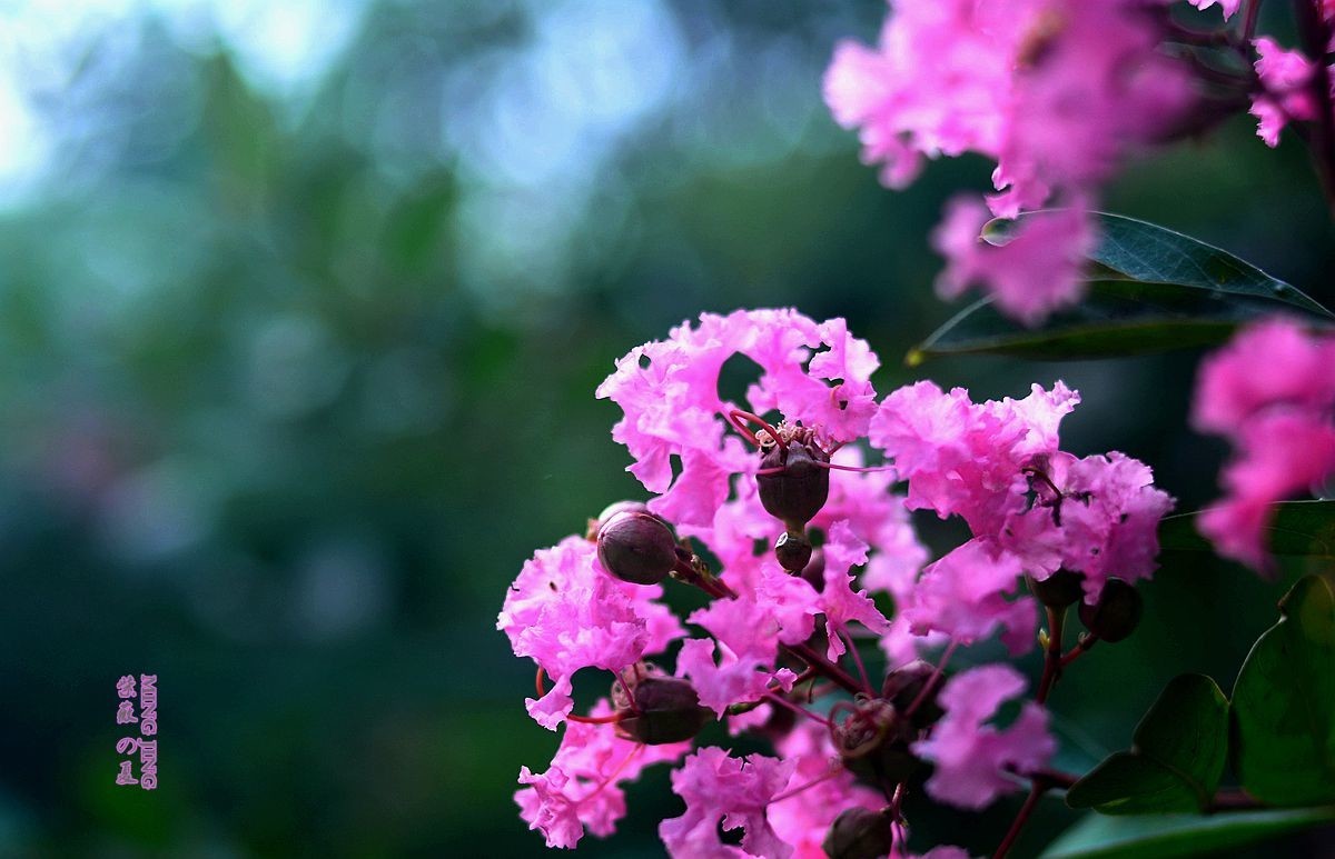 紫薇的夏天！35-2D再出，宝刀不老。。。