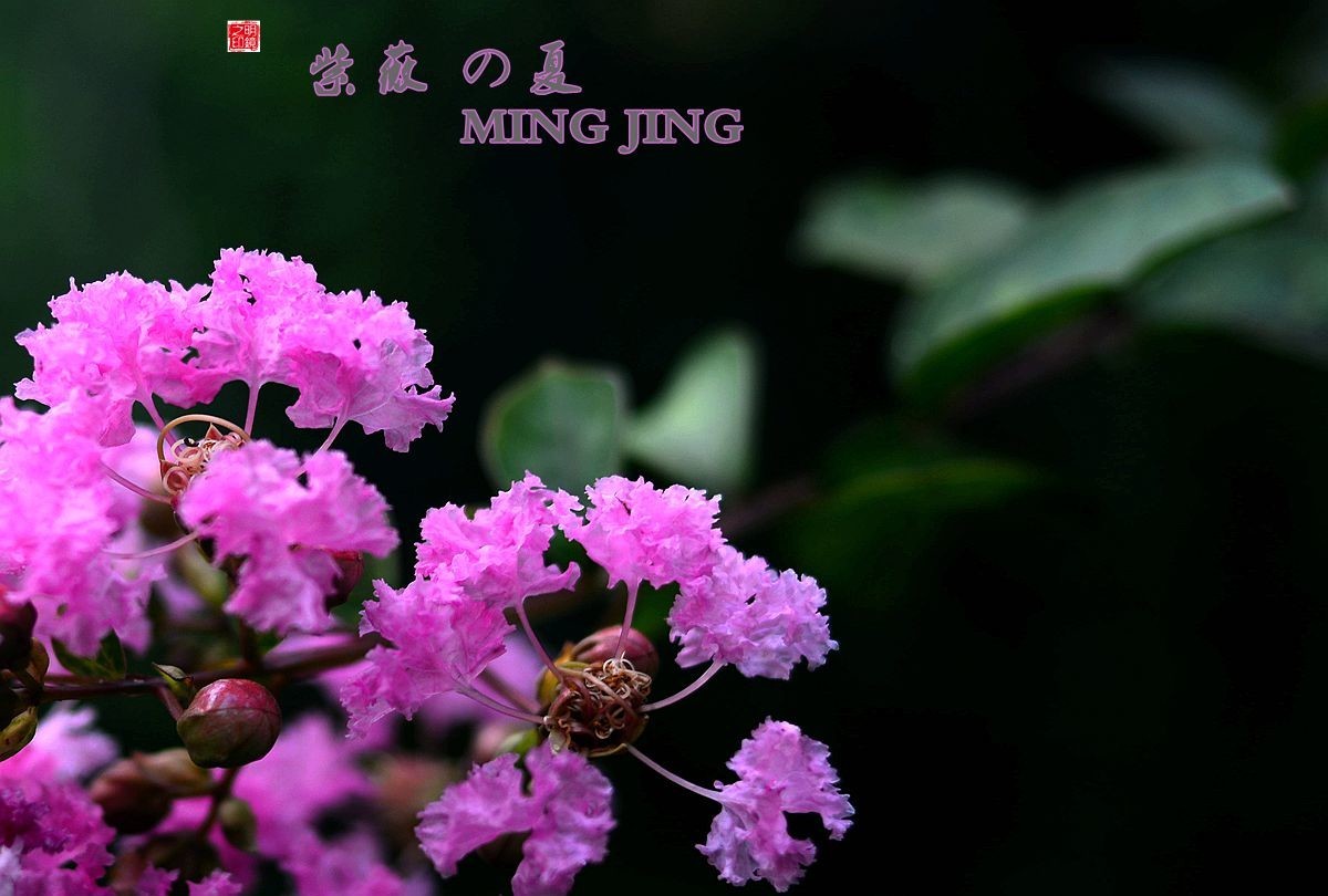 紫薇的夏天！35-2D再出，宝刀不老。。。