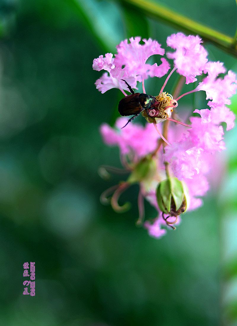 紫薇的夏天！35-2D再出，宝刀不老。。。