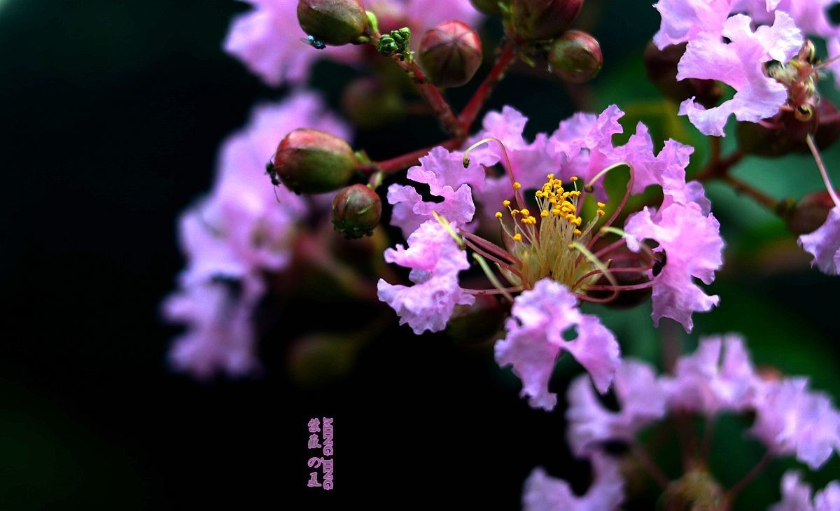 紫薇的夏天！35-2D再出，宝刀不老。。。