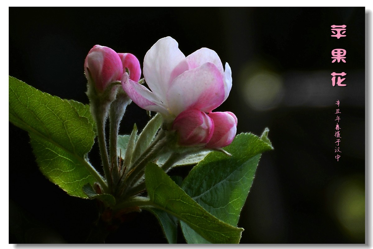 苹果花（2021152）