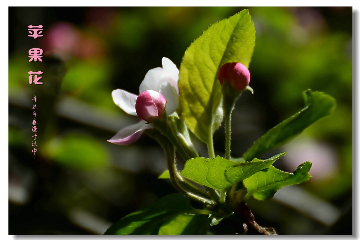 苹果花（2021152）