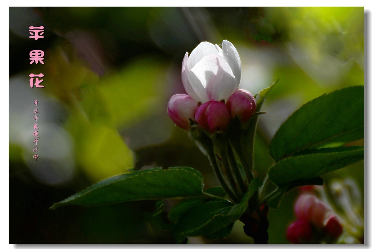 苹果花（2021152）