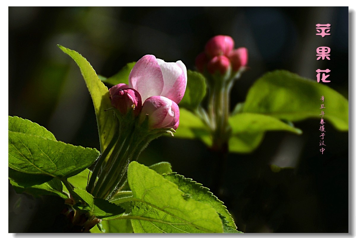 苹果花（2021152）
