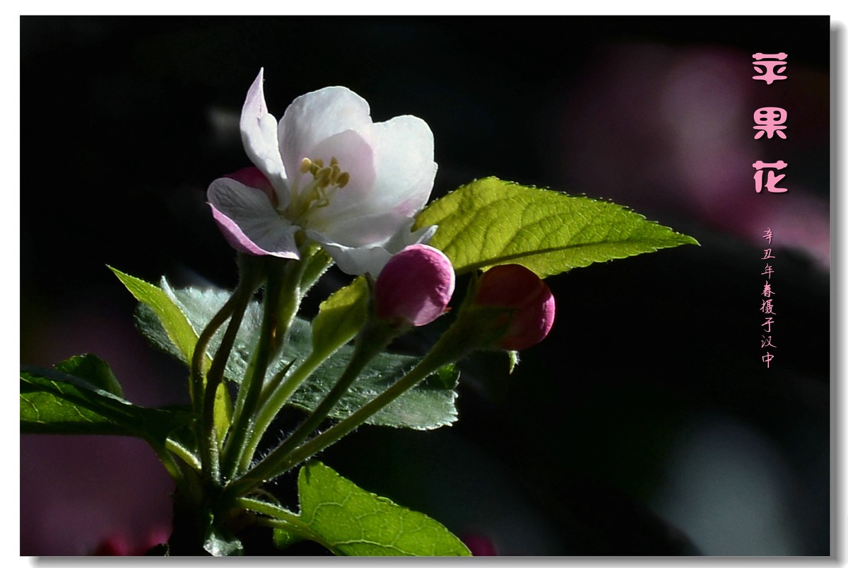 苹果花（2021152）