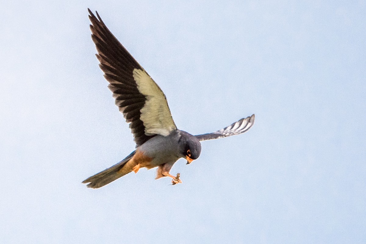 早起的鸟儿有虫吃