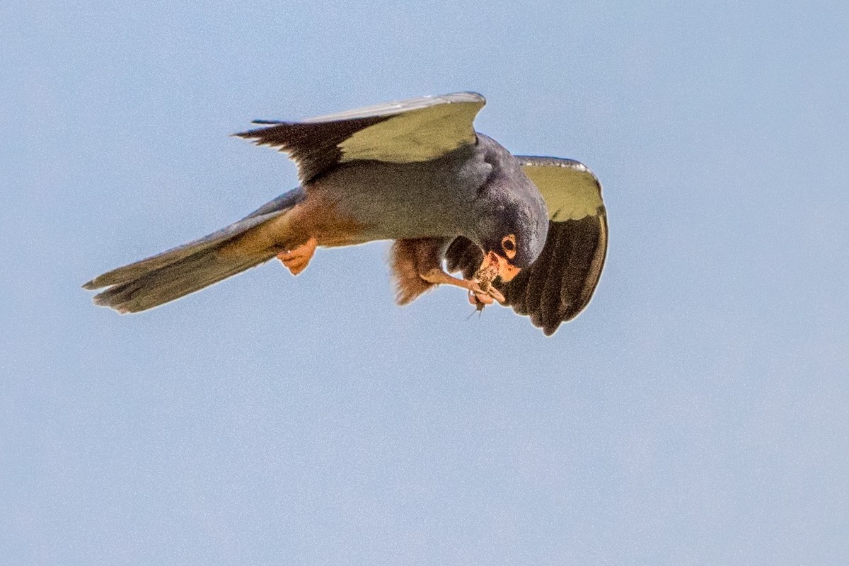 早起的鸟儿有虫吃