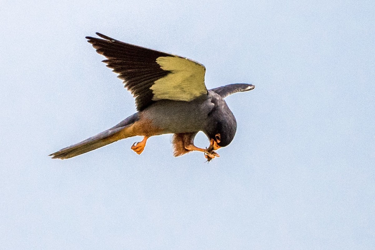 早起的鸟儿有虫吃