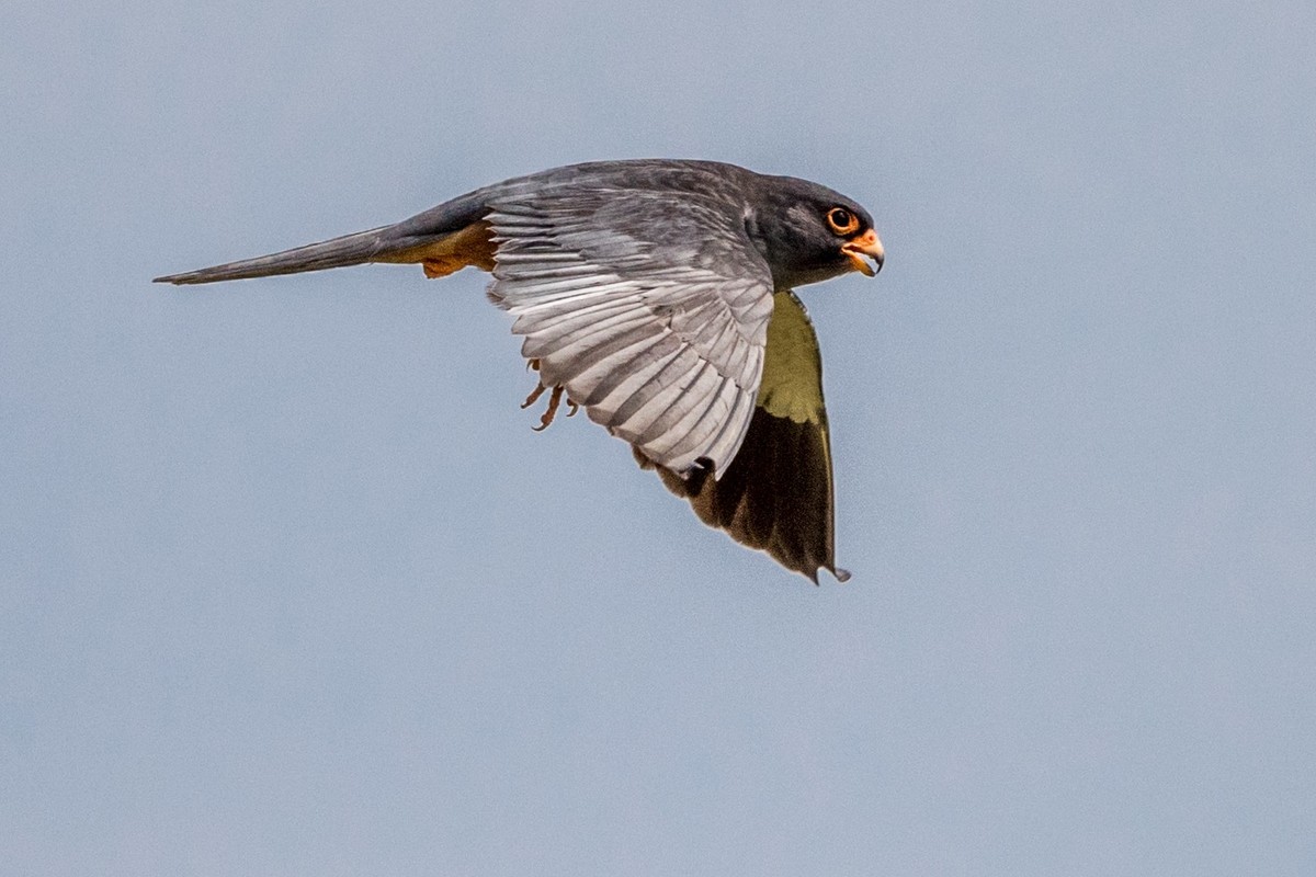 早起的鸟儿有虫吃