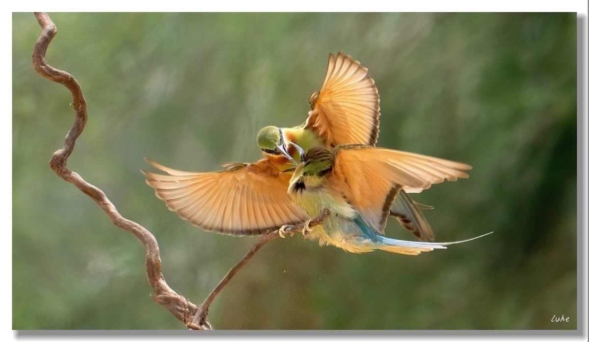 八字不合，一见就掐。