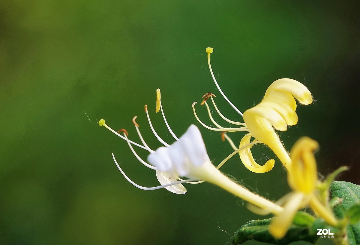 金银花21-中关村在线摄影论坛