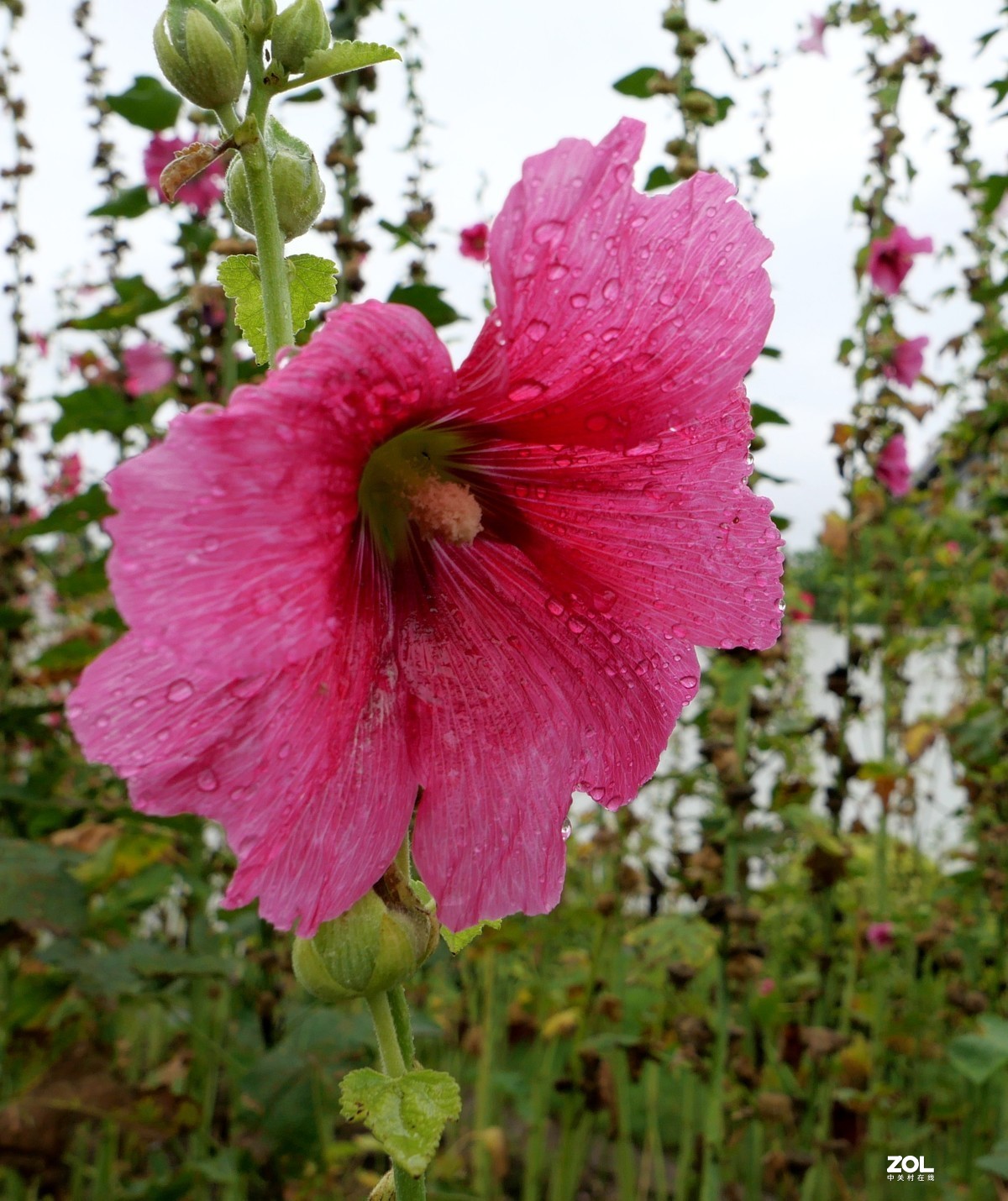 继续试机，看看松下LX100M2的微距表现