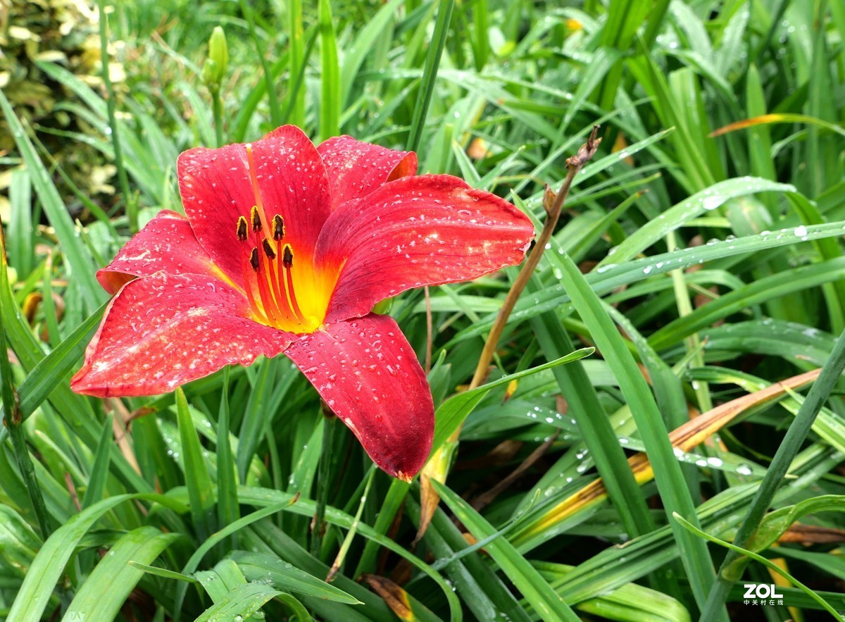 继续试机，看看松下LX100M2的微距表现