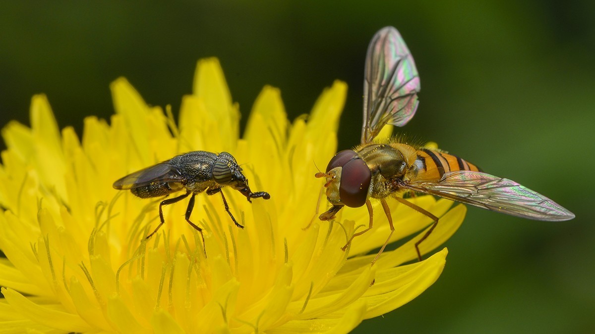十月昆虫趣拍----复眼