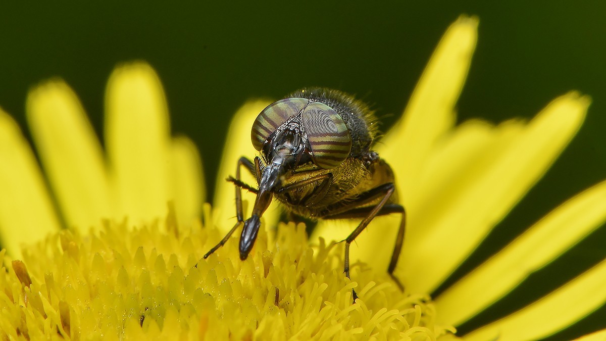 十月昆虫趣拍----复眼
