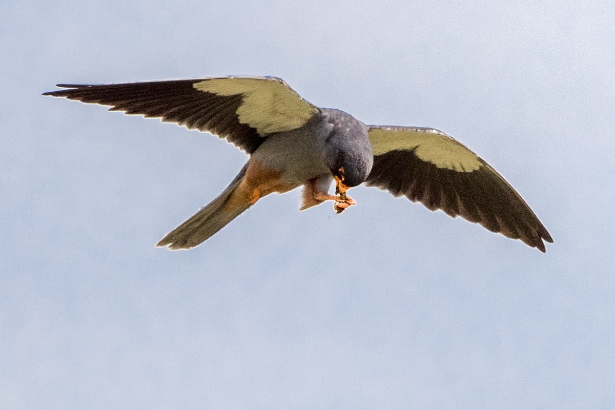 早起的鸟儿有虫吃