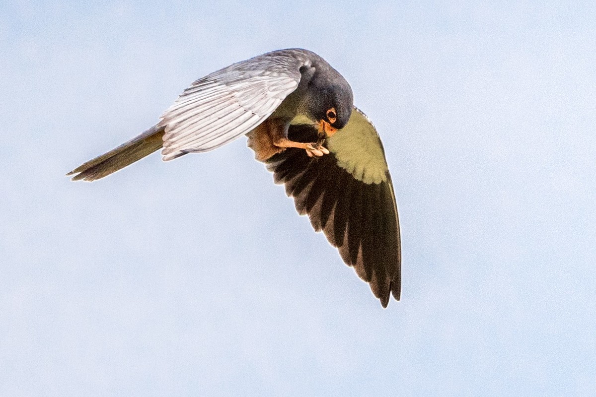 早起的鸟儿有虫吃