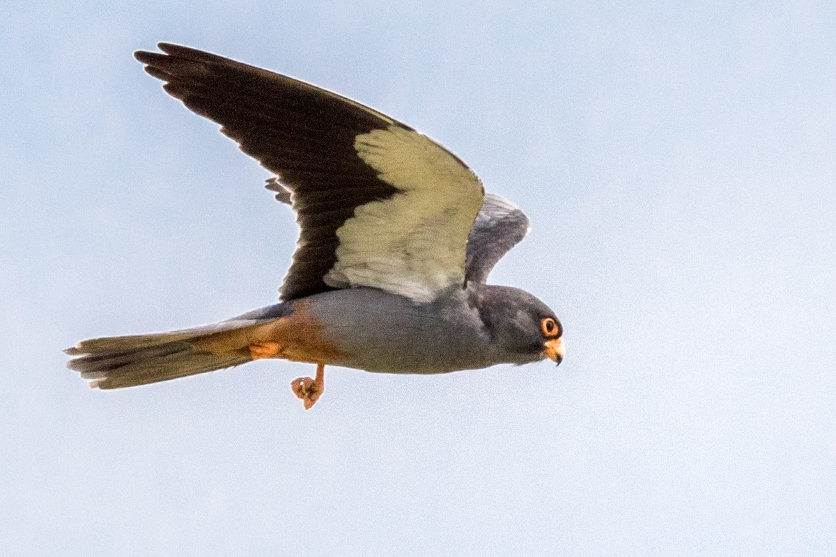 早起的鸟儿有虫吃