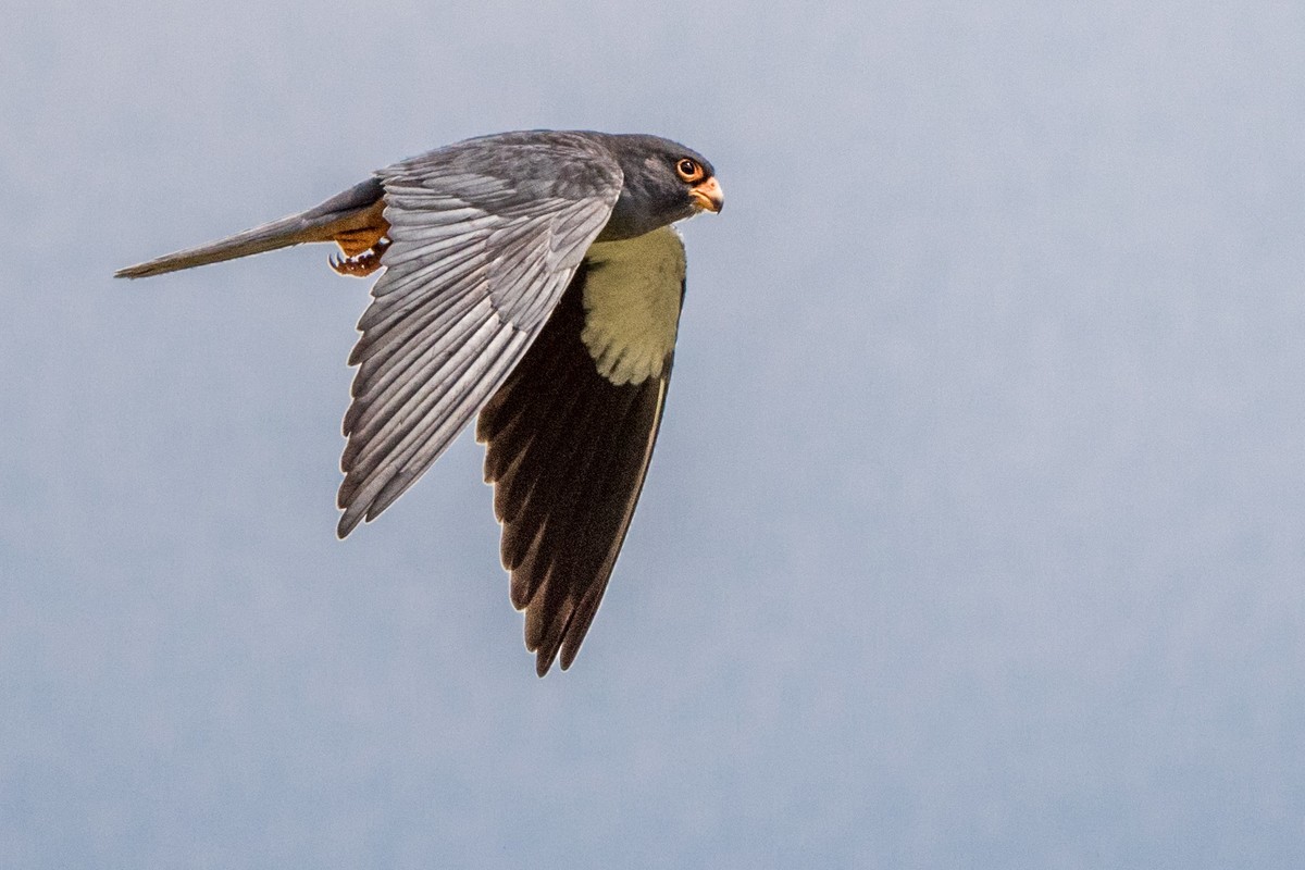 早起的鸟儿有虫吃