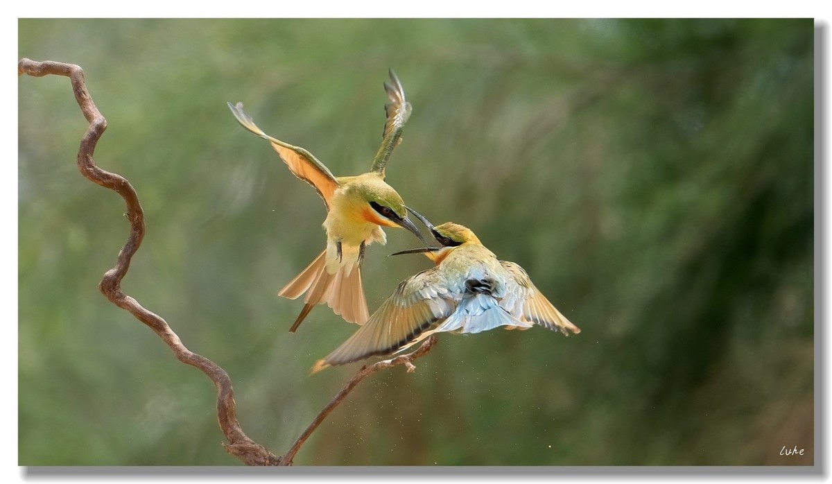 八字不合，一见就掐。