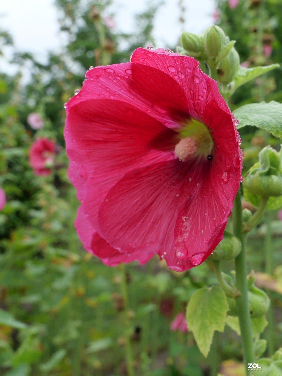 继续试机，看看松下LX100M2的微距表现