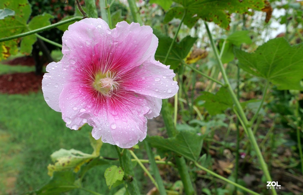 继续试机，看看松下LX100M2的微距表现
