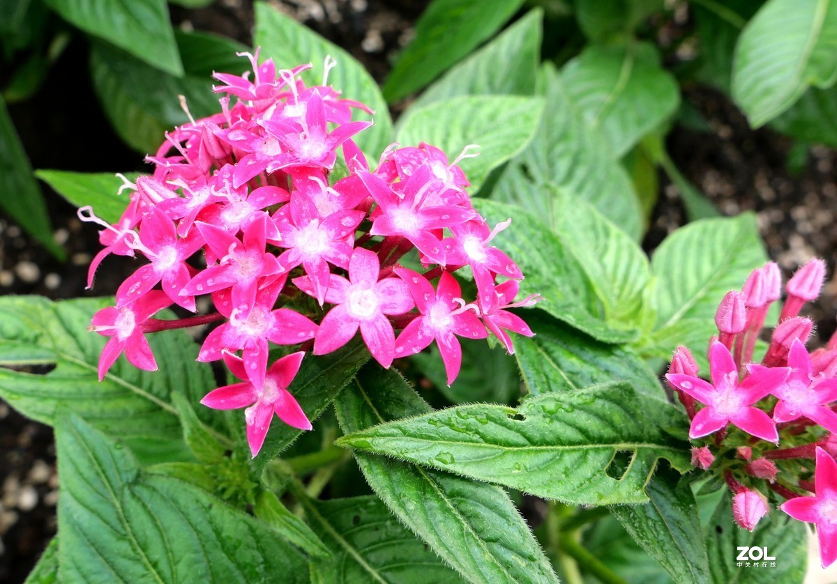 继续试机，看看松下LX100M2的微距表现