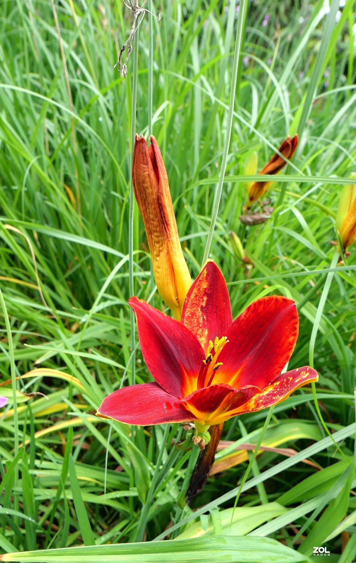 继续试机，看看松下LX100M2的微距表现