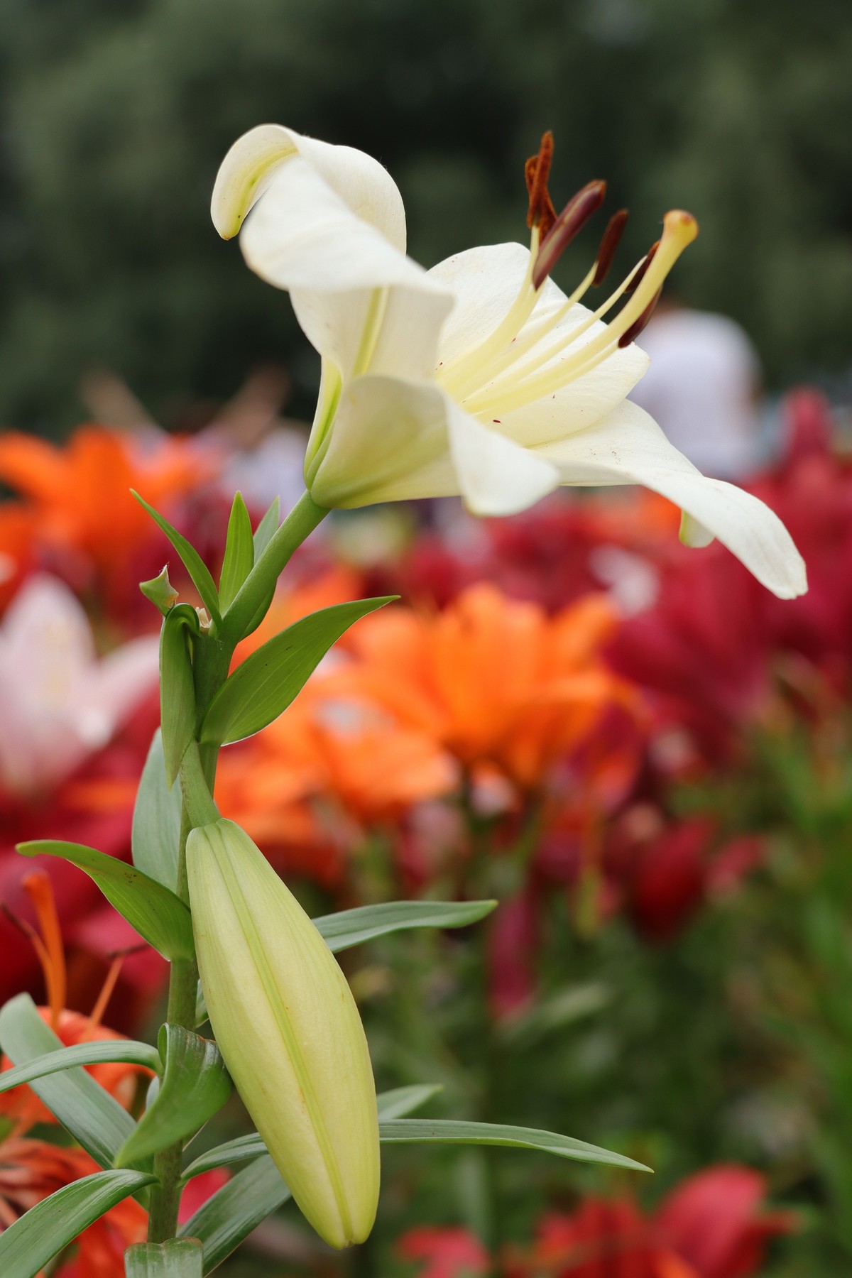 百合花