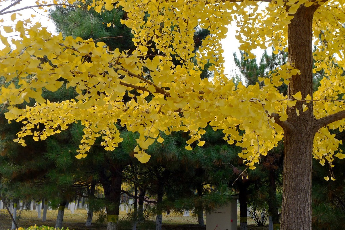 北京太阳宫花园秋色